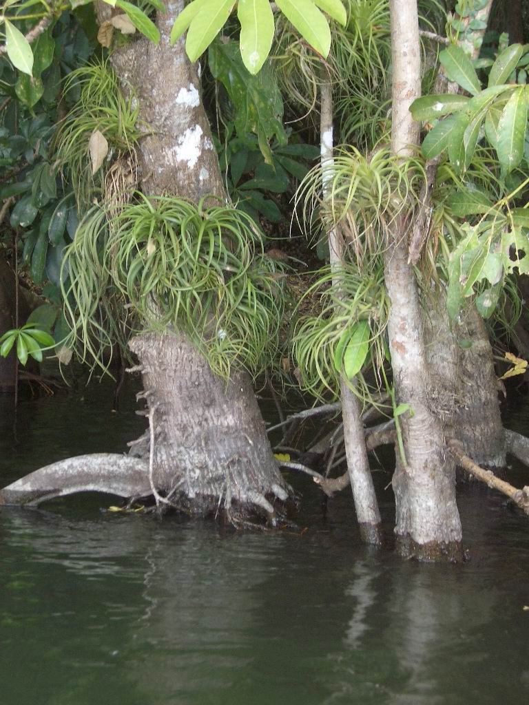 Mangroven mit Epiphyten