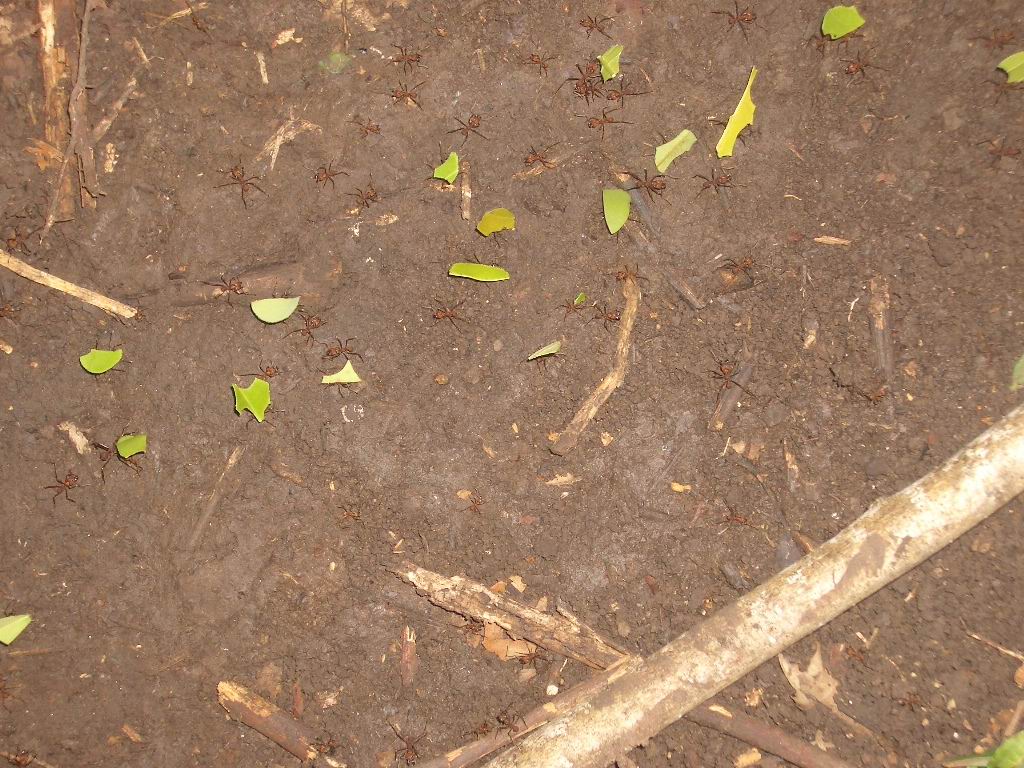 Blattschneiderameisen